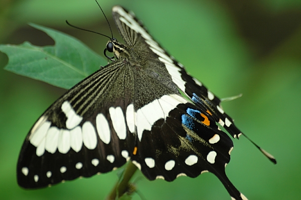 Besuch im Papiliorama