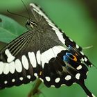 Besuch im Papiliorama