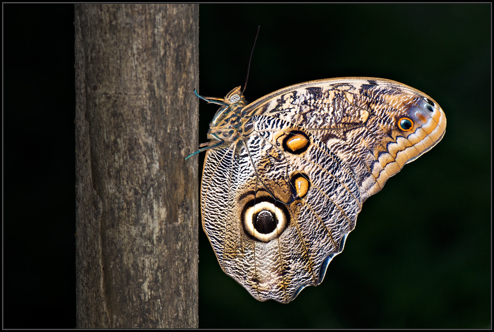 Besuch im Papiliorama 2