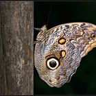 Besuch im Papiliorama 2