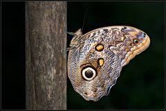 Besuch im Papiliorama 2