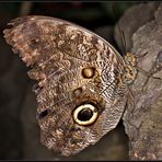 Besuch im Papiliorama 3