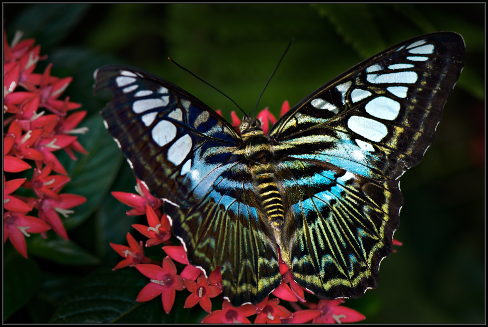 Besuch im Papiliorama 4