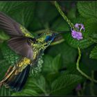 Besuch im Papiliorama 5