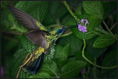 Besuch im Papiliorama 5