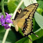 Besuch im Papiliorama