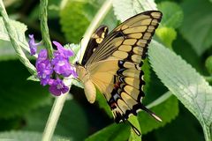 Besuch im Papiliorama