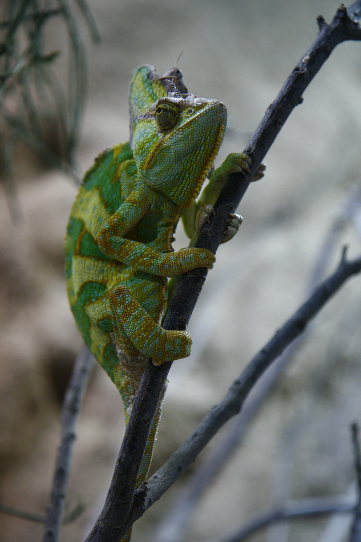 Besuch im Reptilium in Landau