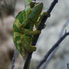 Besuch im Reptilium in Landau