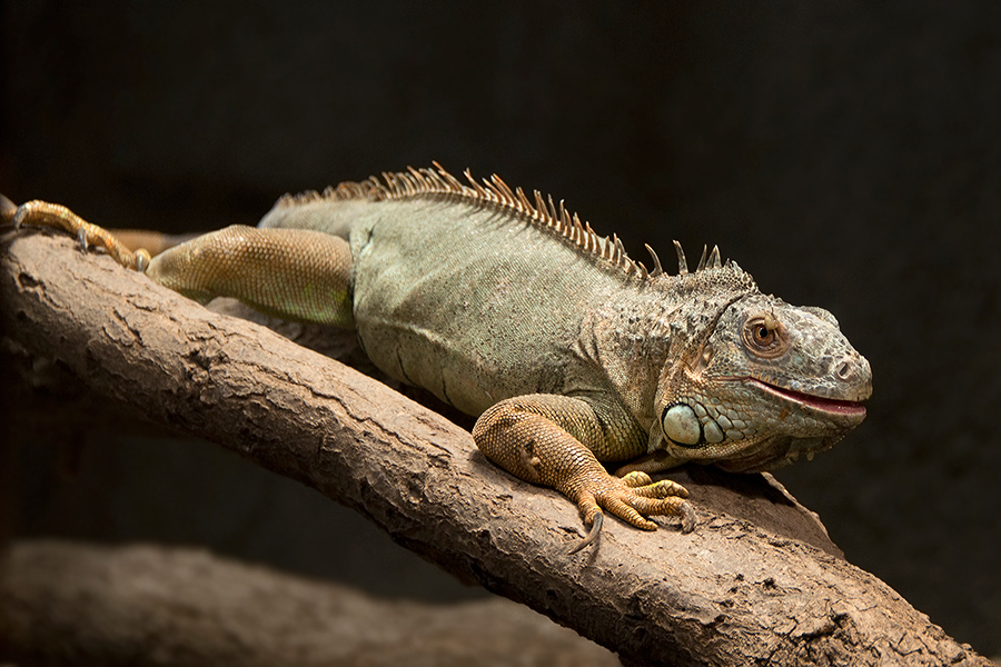 Besuch im Reptilium Landau - 1