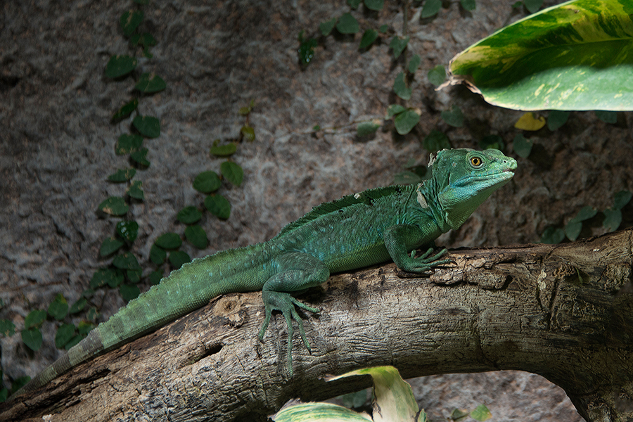 Besuch im Reptilium Landau - 2