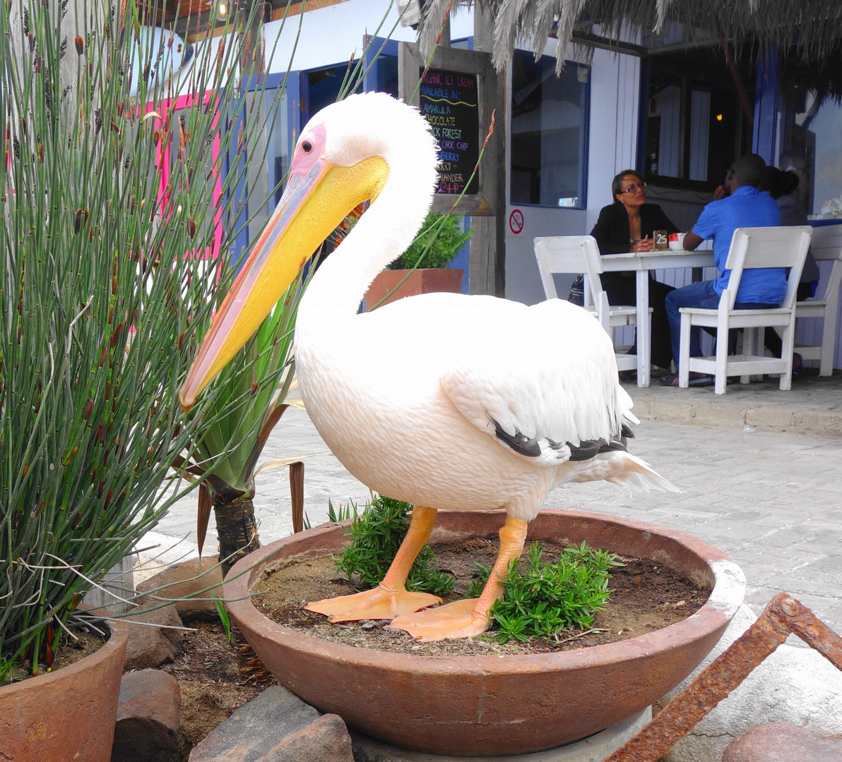 Besuch im Restaurant"Anchors"an der Waterfront Foto & Bild tiere