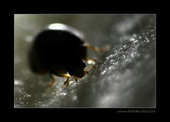 Besuch im Salat (95)