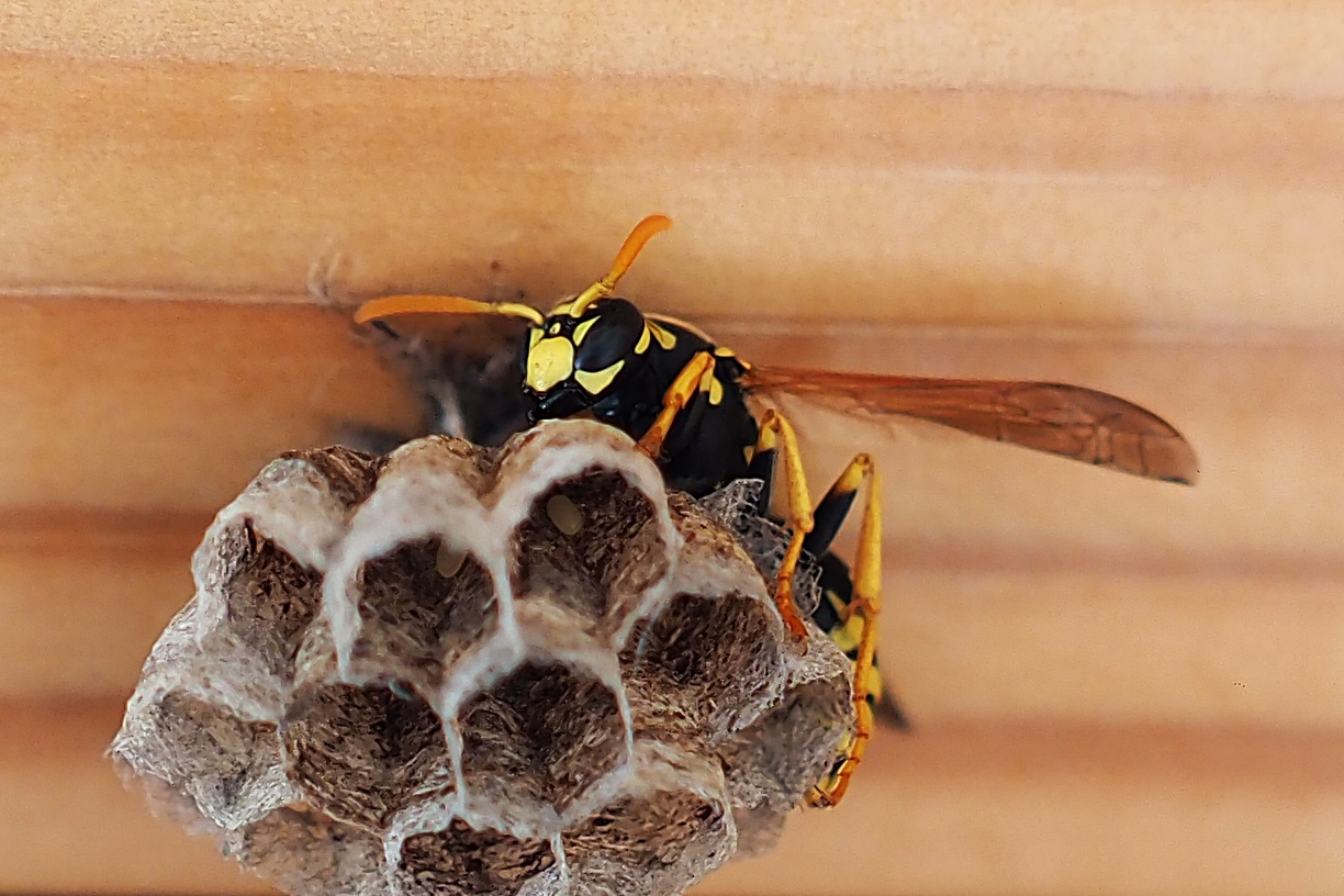 Besuch im Schlafzimmer