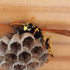 Besuch im Schlafzimmer