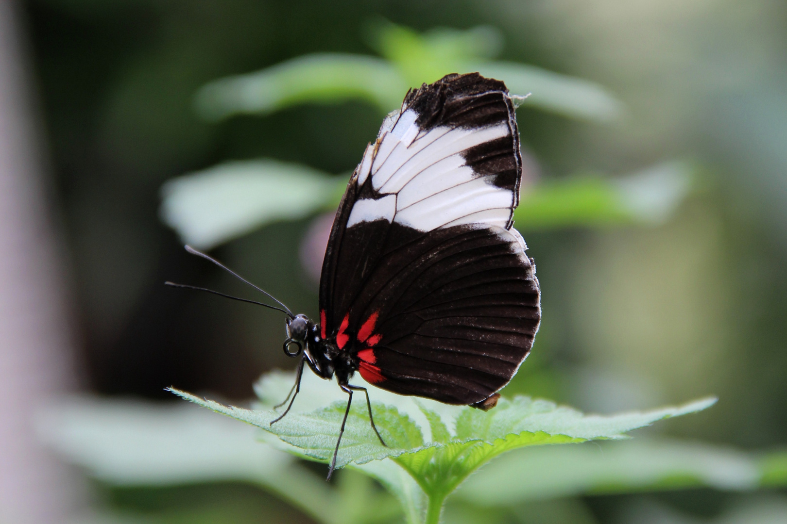 Besuch im Schmetterlingshaus