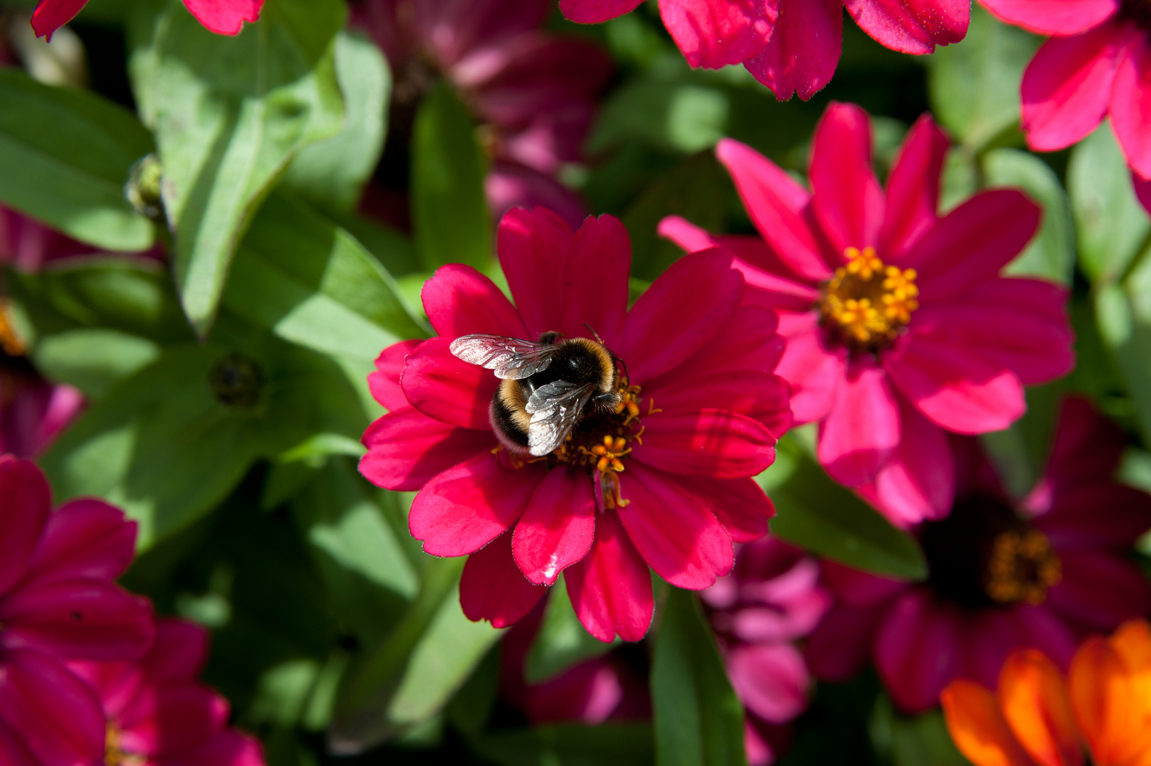 Besuch im Sommer