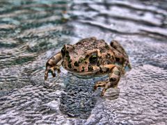 Besuch im Sommerferienhaus