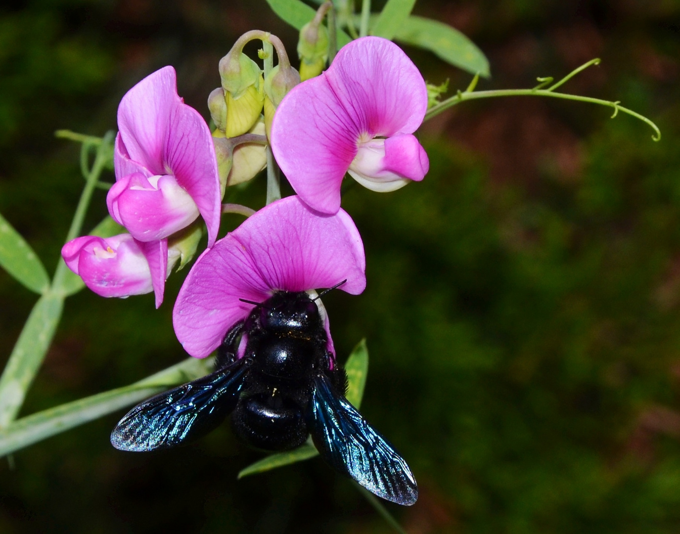 Besuch im Sommergarten