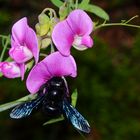 Besuch im Sommergarten