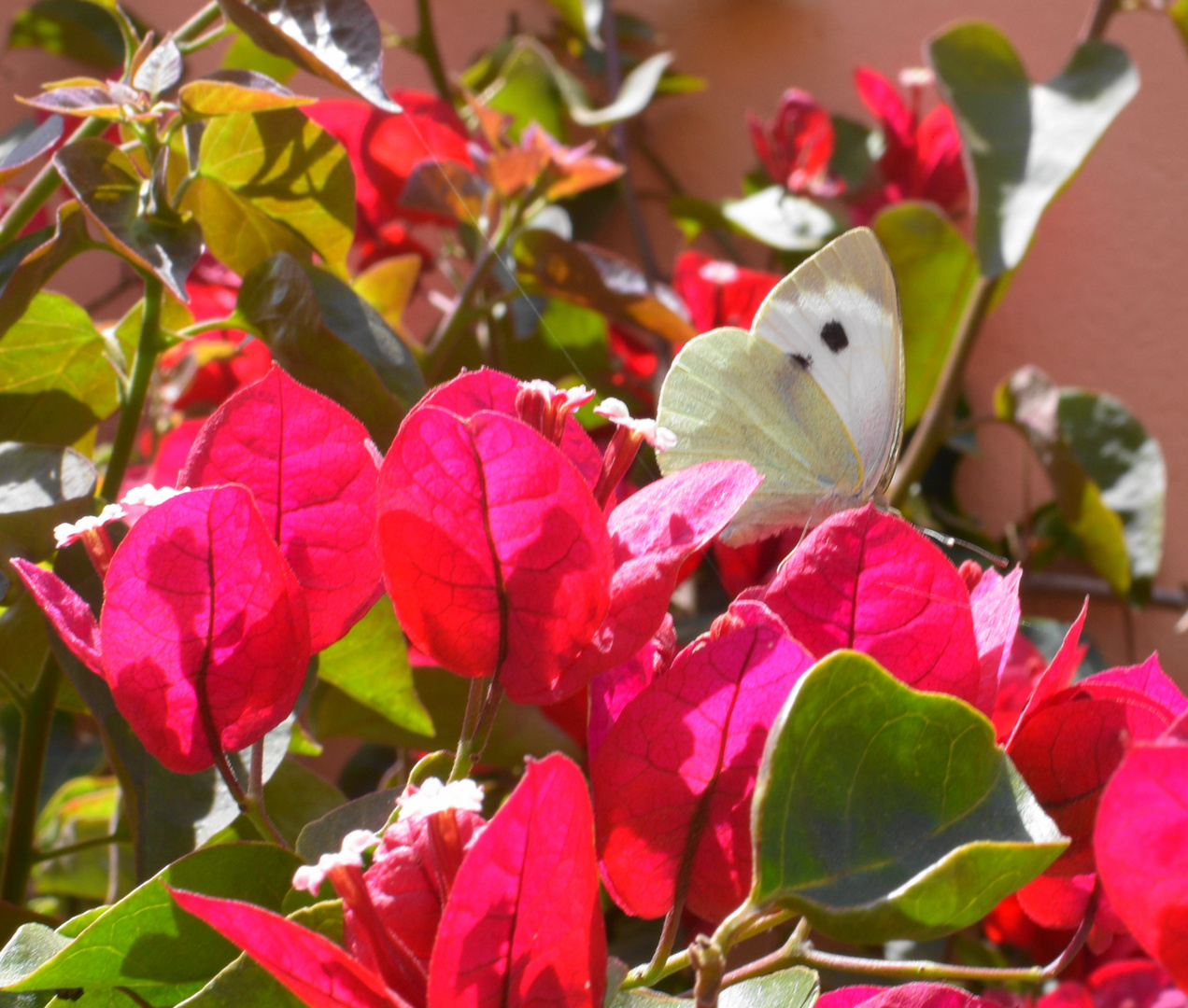 Besuch im Sommergarten