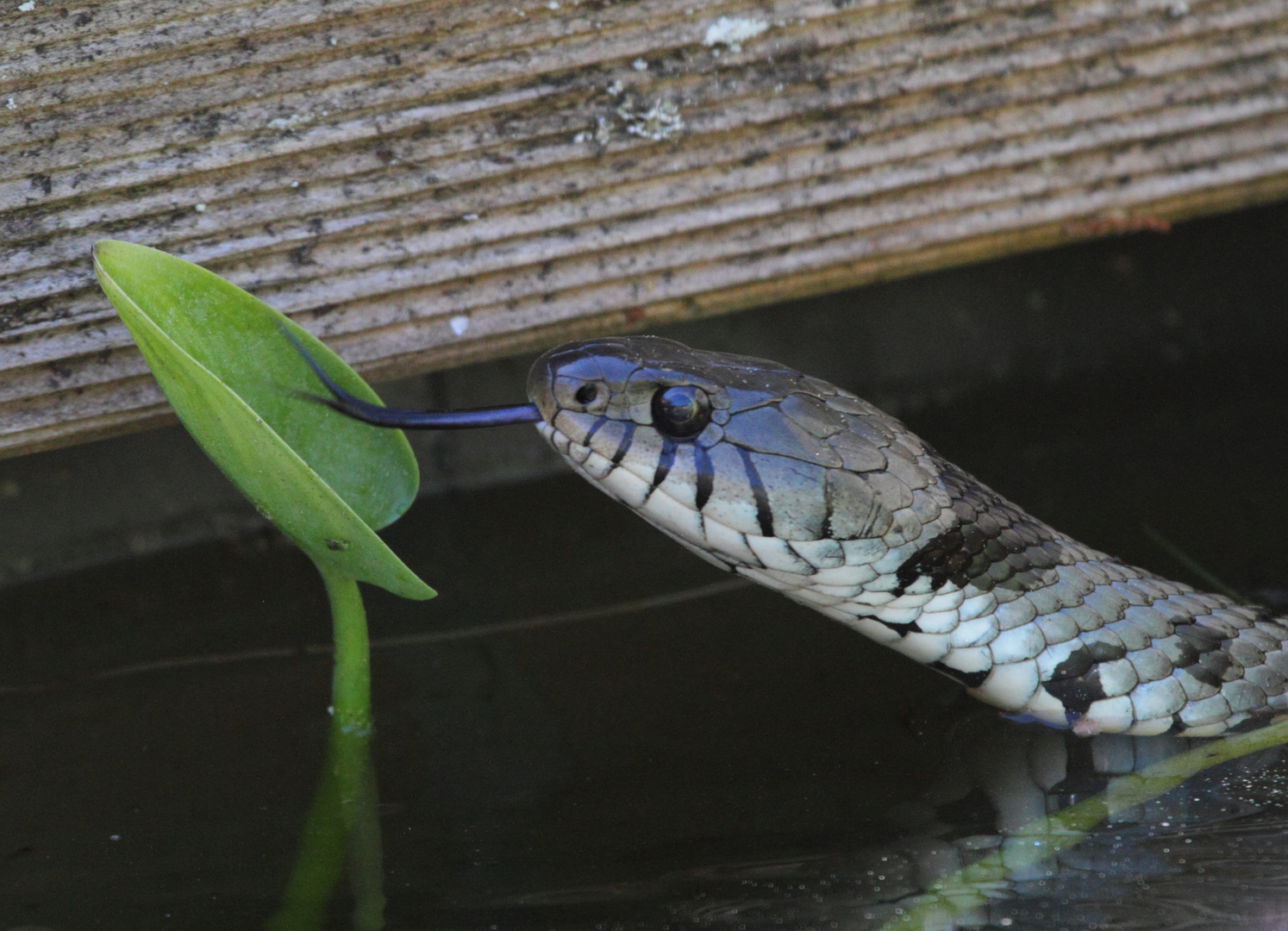 Besuch im Teich