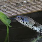 Besuch im Teich