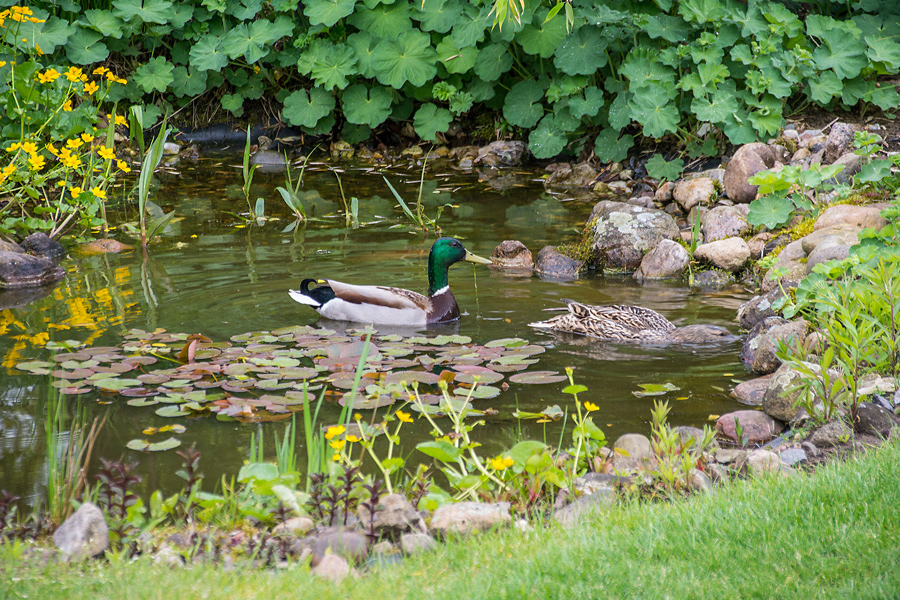 Besuch im Teich!