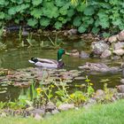 Besuch im Teich!