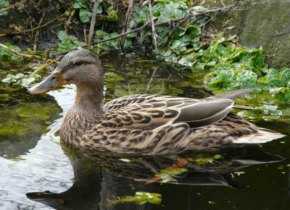 Besuch im Teich I