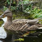 Besuch im Teich I