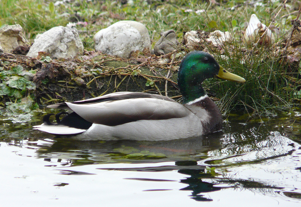 Besuch im Teich II