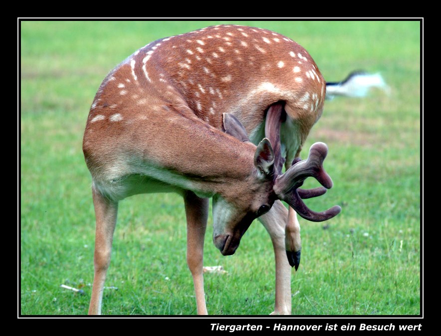 Besuch im Tiergarten Hannover