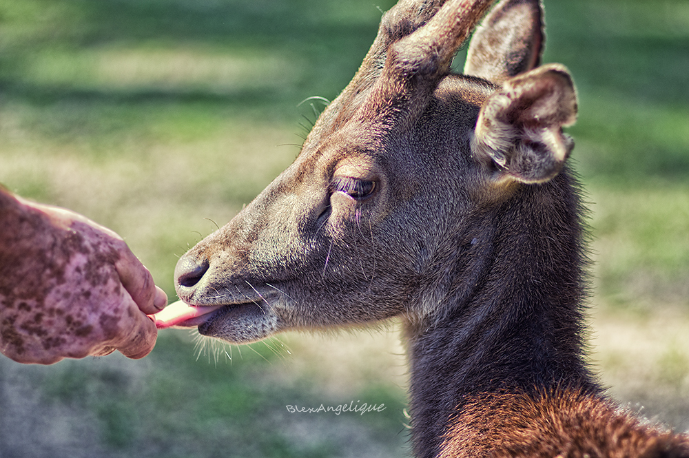 Besuch im Tierpark