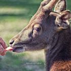 Besuch im Tierpark