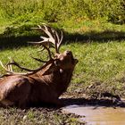 Besuch im Tierpark.....