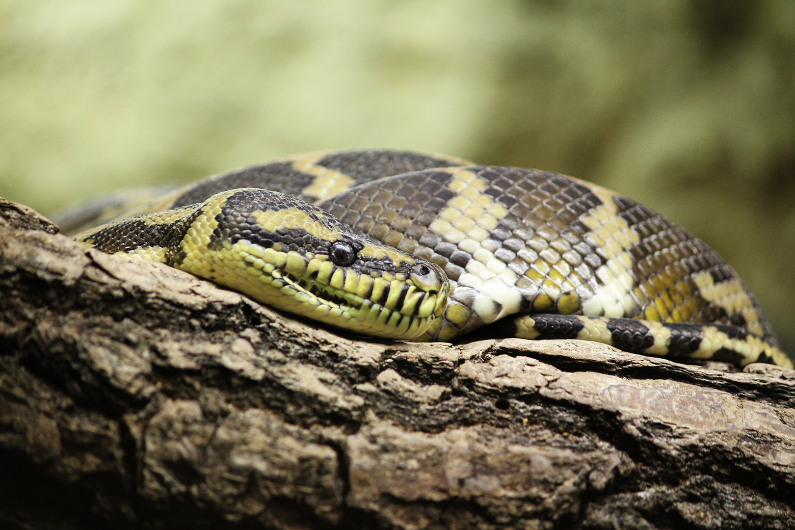 Besuch im Tierpark Berlin III