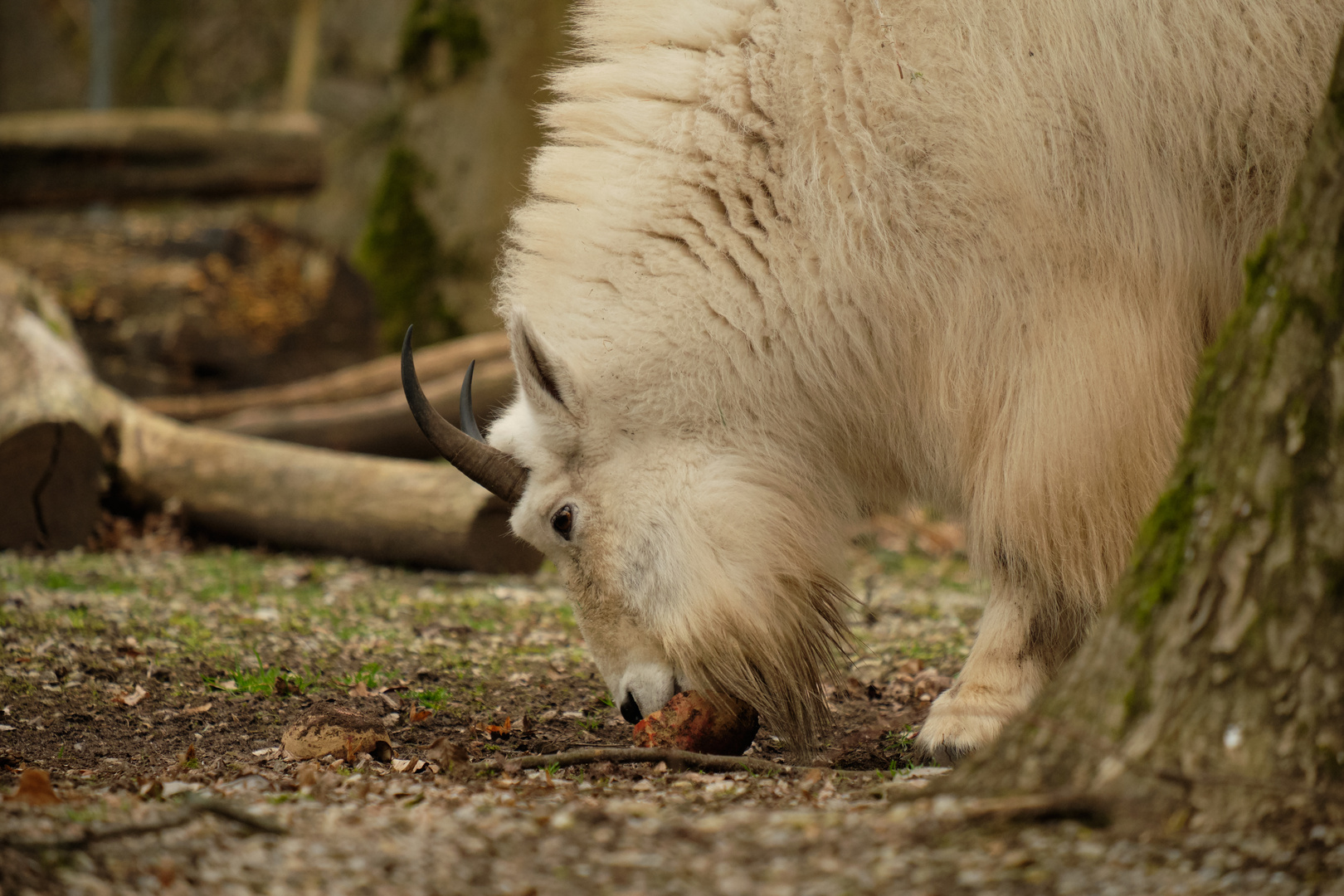 Besuch im Tierpark