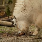 Besuch im Tierpark