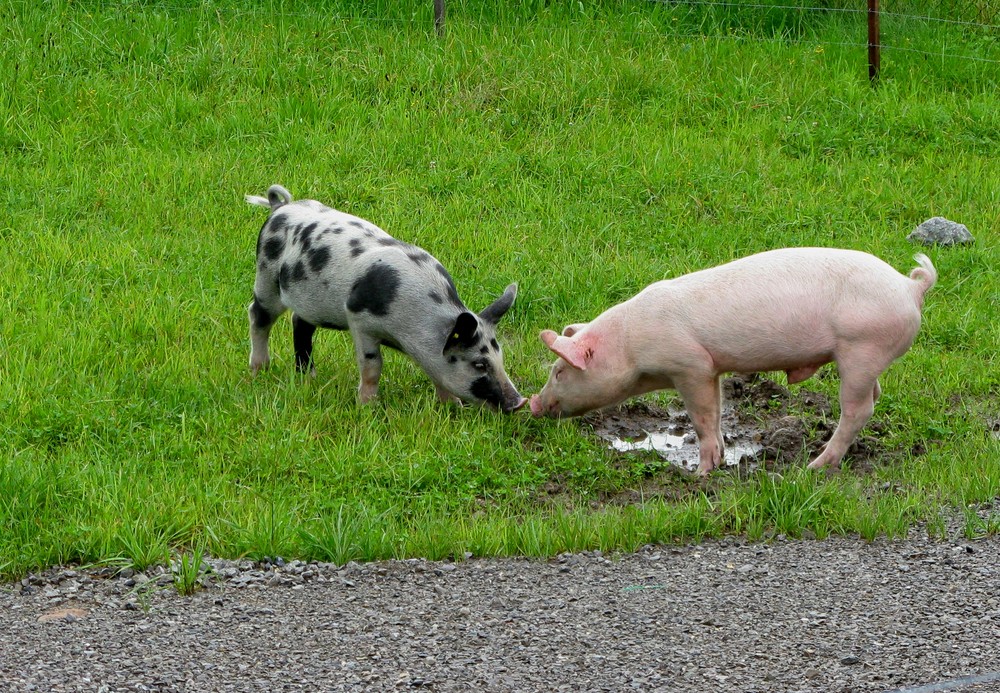 Besuch im Tierpark Goldau