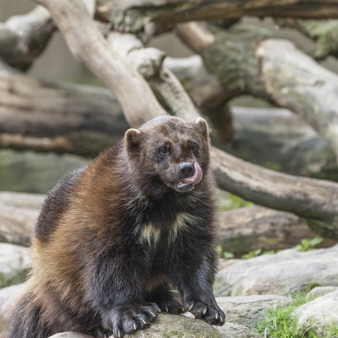 Besuch im Tierpark Nindorf Lüneburger Heide__D4A1332