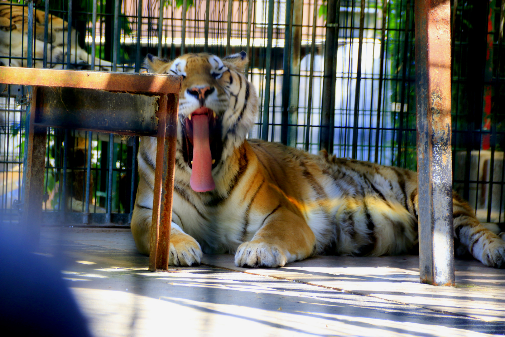 Besuch im Tigergarten Ingelheim