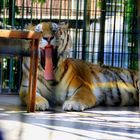 Besuch im Tigergarten Ingelheim