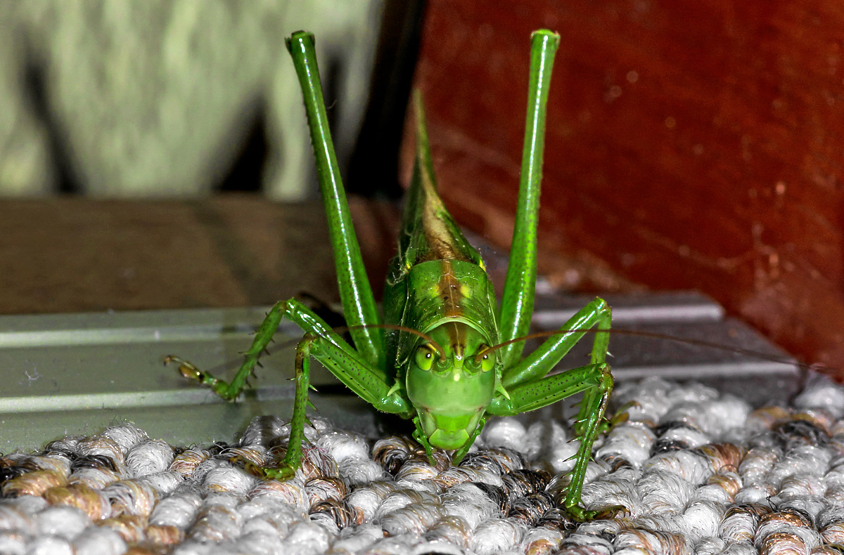 Besuch im Treppenhaus