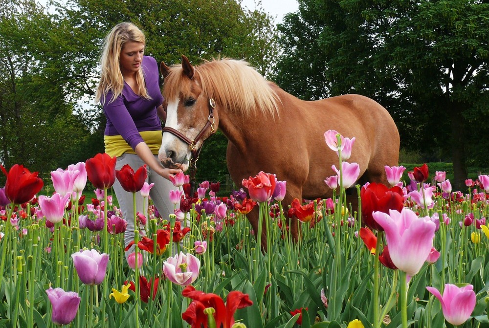 Besuch im Tulpenfeld von Reinhold Müller