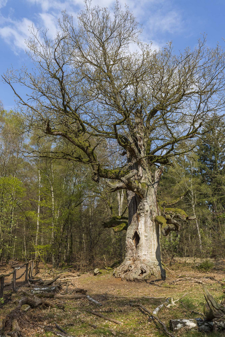 Besuch im Urwald Sababurg