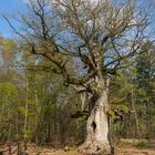 Besuch im Urwald Sababurg