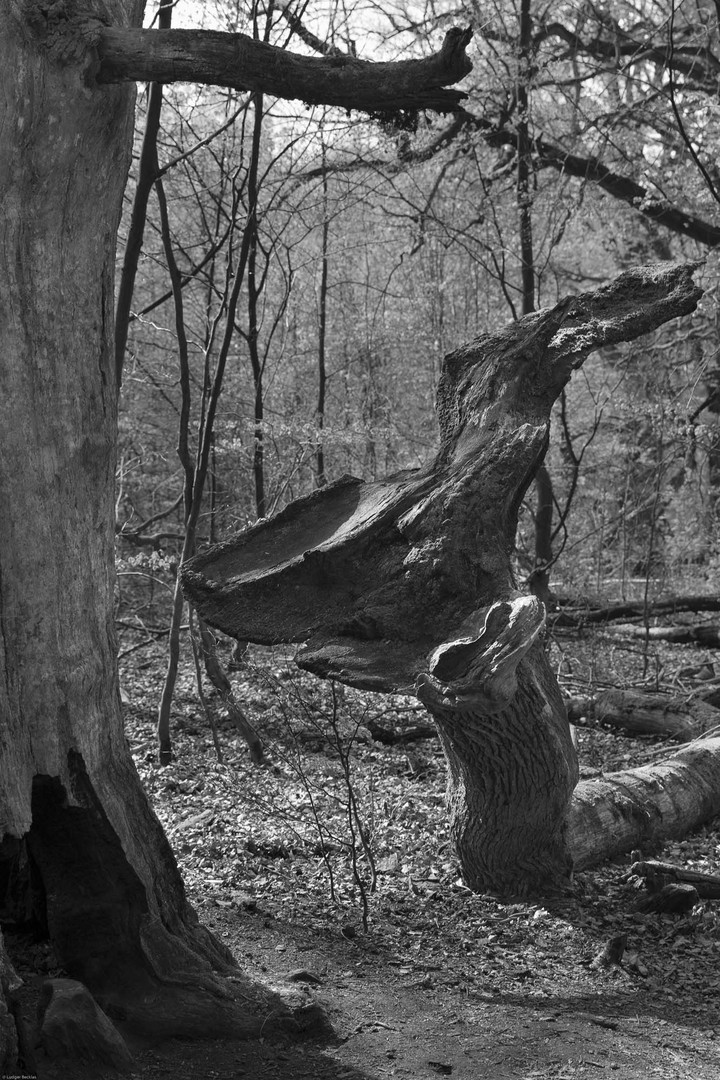 Besuch im Urwald Sababurg