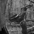 Besuch im Urwald Sababurg