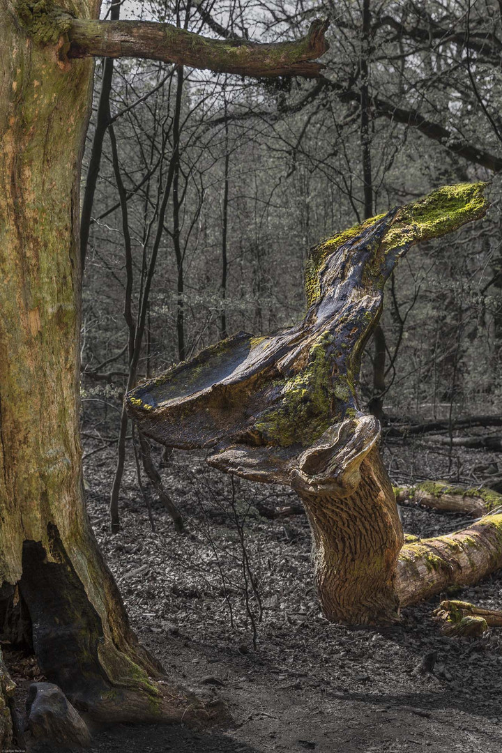 Besuch im Urwald Sababurg